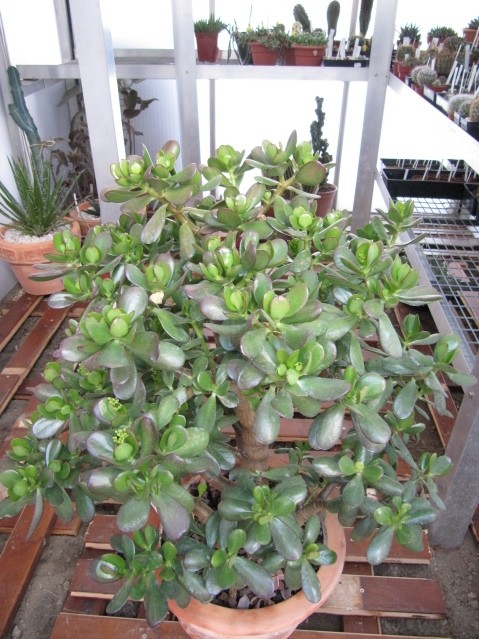 réf:1530  Crassula Portulacea