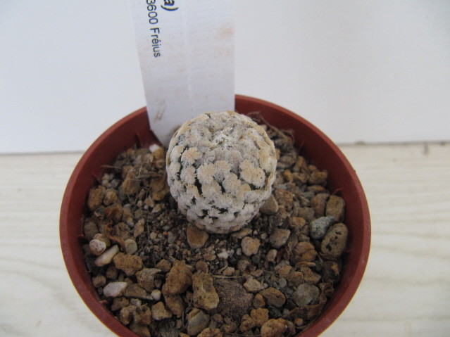 réf597-1 photo prise le 13-10-2012