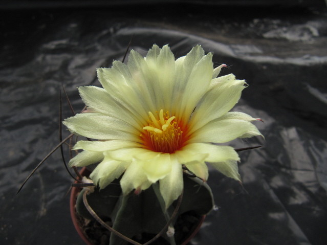 Astrophytum Capricorne var crassispinum  