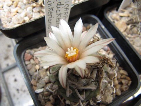 réf:591-1 photo prise le 01-06-2013