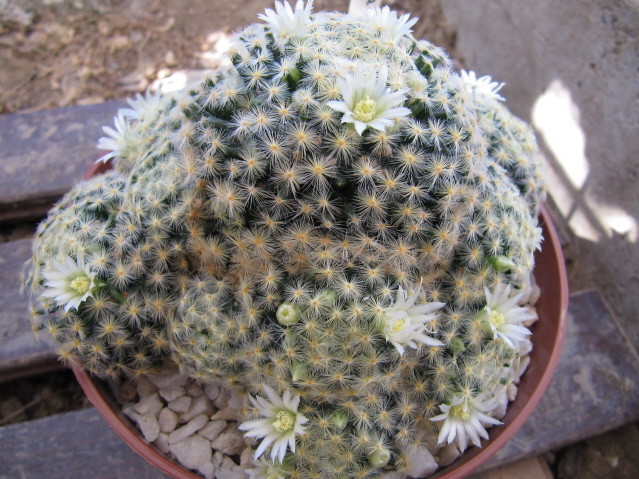 Mammillaria Schiedeana