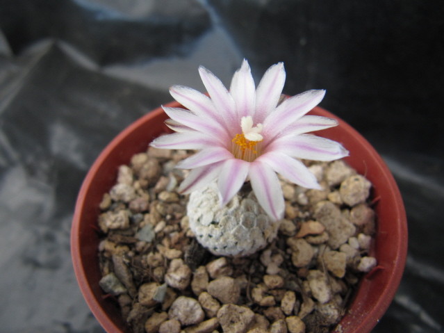 Turbinicarpus valdezianus var. albiflorus 