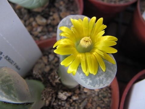 réf:30-1 photo prise le 01-10-2011