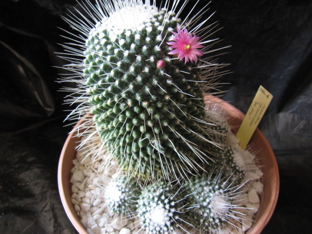 Mammillaria spinosissima 