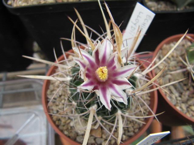 Stenocactus Loydii 