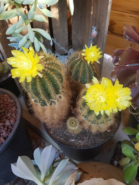 réf:403  Notocactus Magnificus