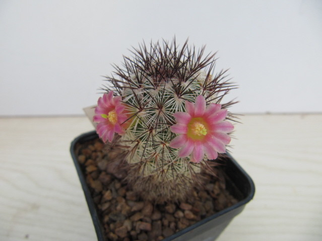 Mammillaria Microhelia 