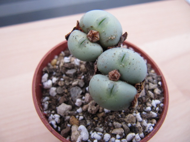 réf:1636-1 Conophytum Flavum