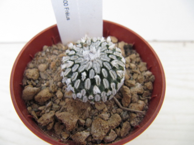 réf:596-1 photo prise le 13-10-2012