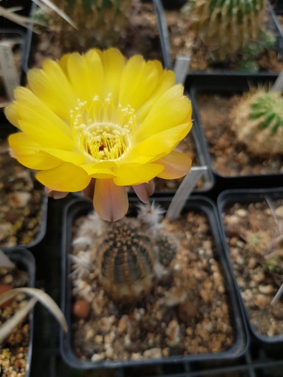 Lobivia Haematantha v, amblayensis