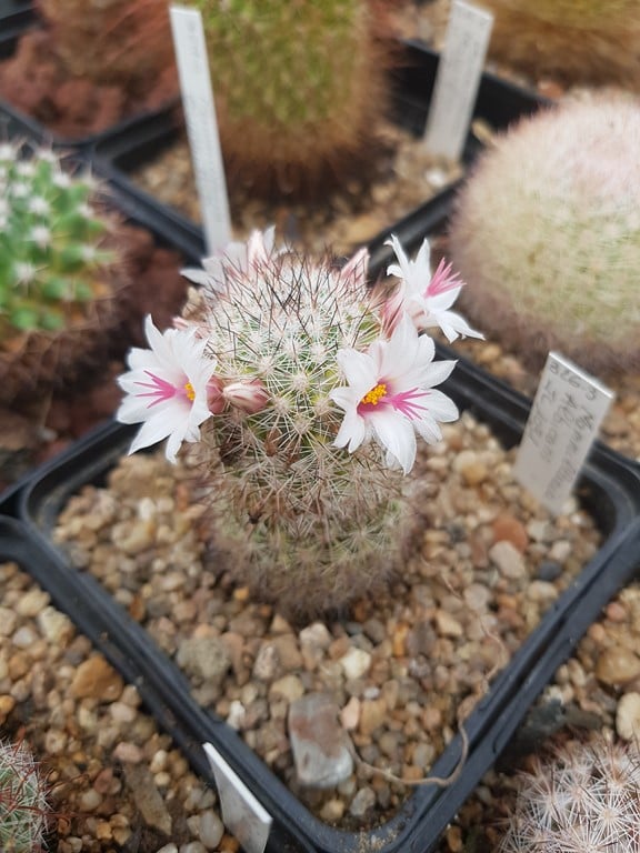 Mammillaria albicans JL1031