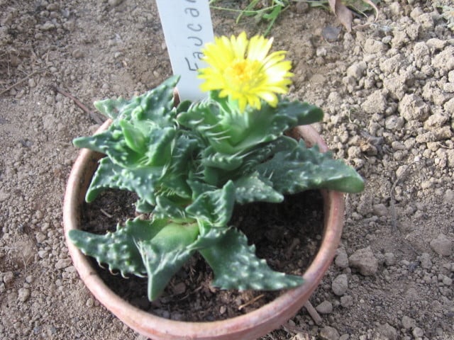 réf:10-1 Photo prise le 12-11-2006