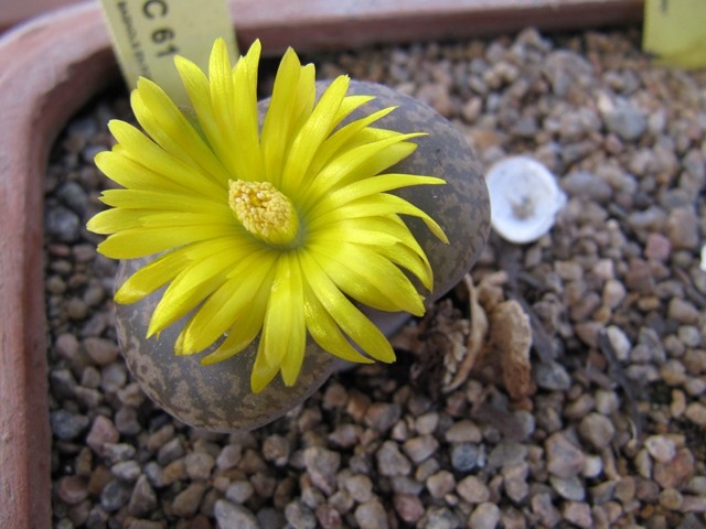 réf:20 Lithops Aucampiae C61