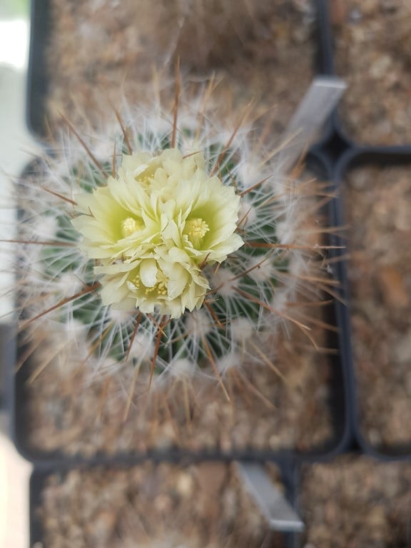 Echinofossulocactus albatus