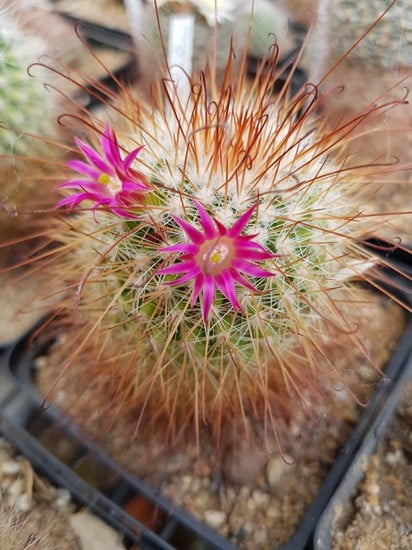 Mammillaria Magnifica v, rubrispina