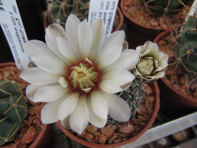 Gymnocalycium Quehlianum P117 
