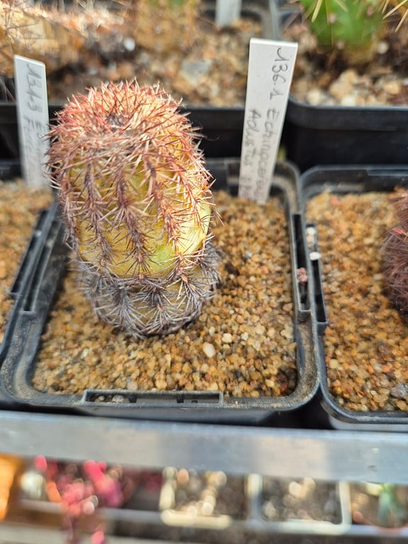 Echinocereus Adutus SB 072
