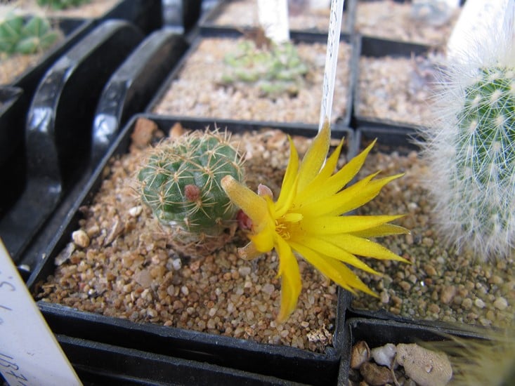 réf:932-3  (semis année 2011)