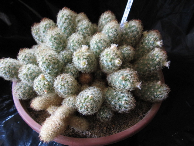 Mammillaria elongata 