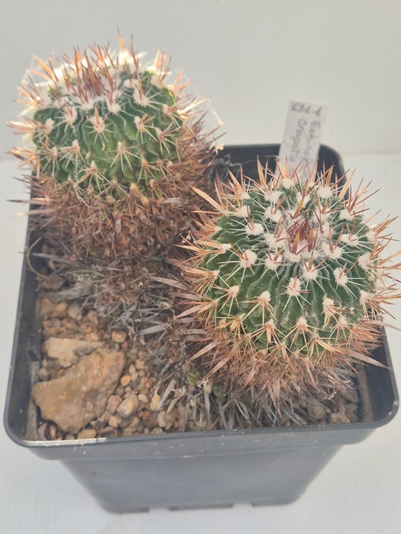 Echinofossulocactus crispatus SB 268 P