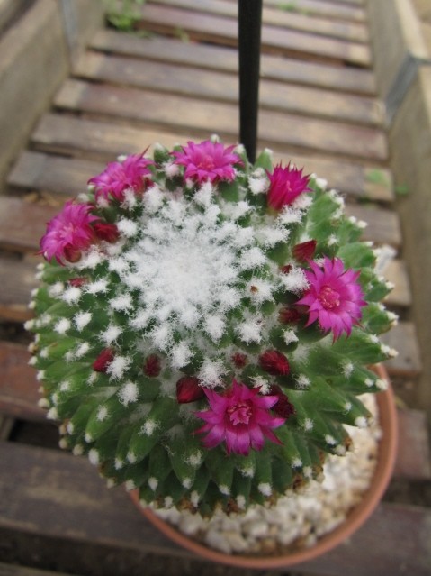 Mammillaria polythele 