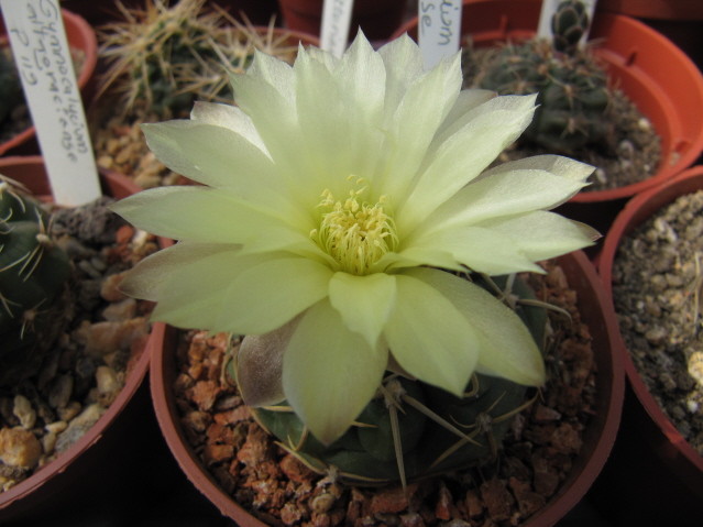 Gymnocalycium Uruguayense 