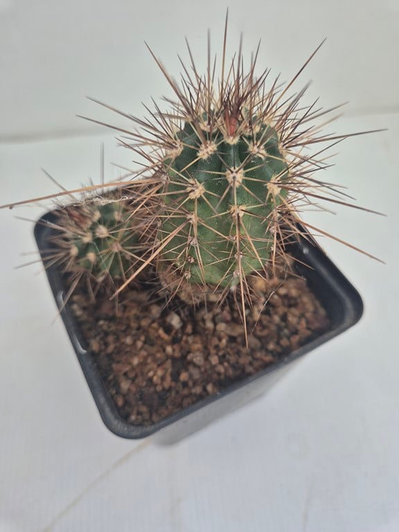 Echinocereus Coccineus - BW 213