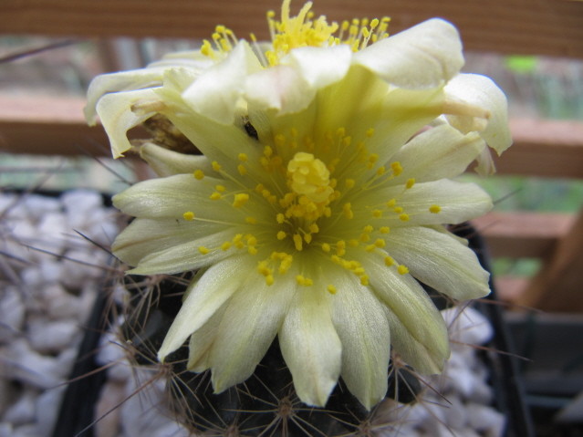 Copiapoa Humilis FR464 