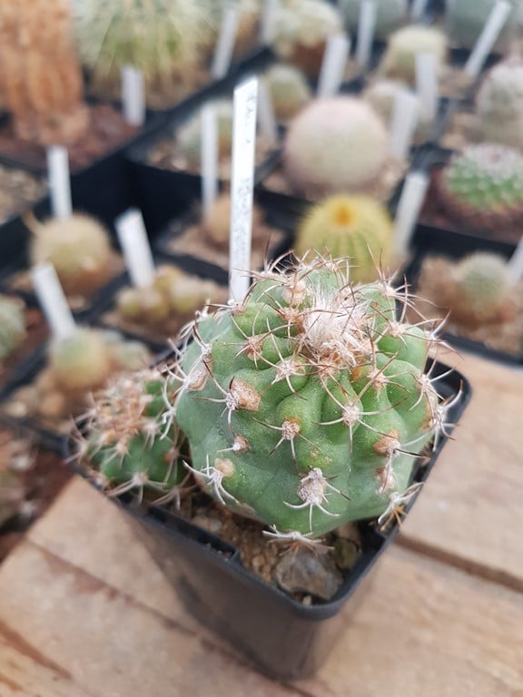 Matucana pujupatii