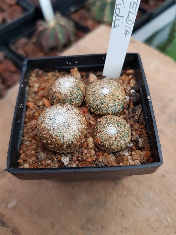  Blossfeldia atroviridis 