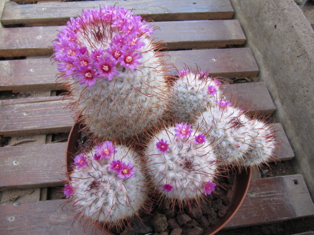 Mammillaria bombycina