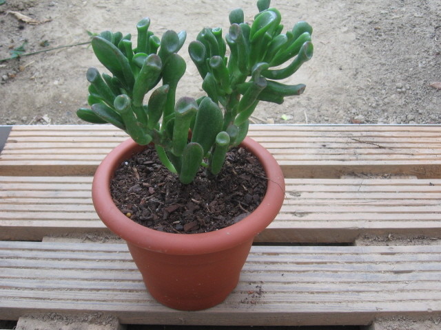 réf:1531-2 Photo prise le 24-09-2006