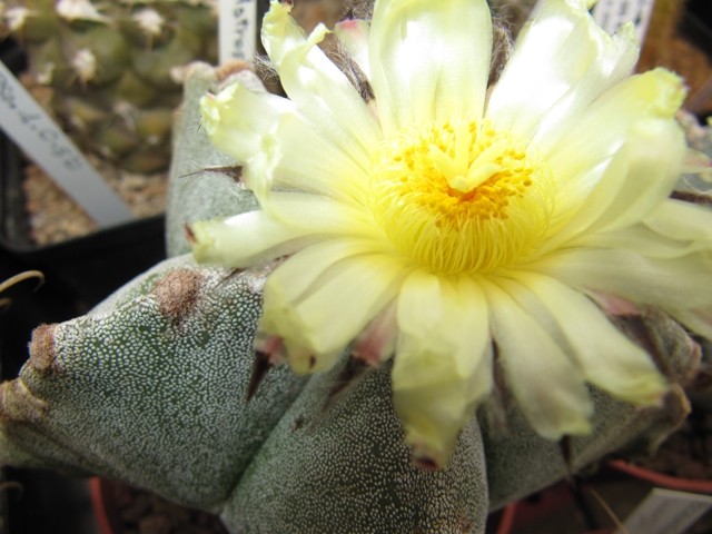 Astrophytum Myriostigma 