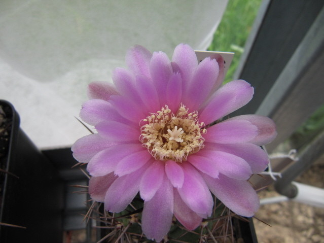 Gymnocalycium Neuhuberi