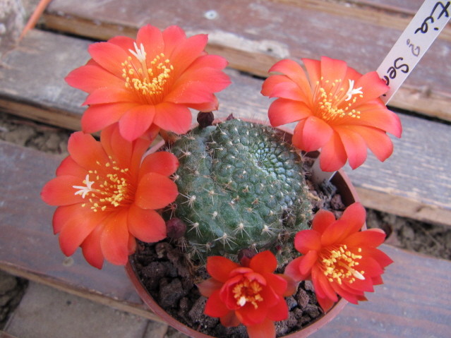 Rebutia ? 