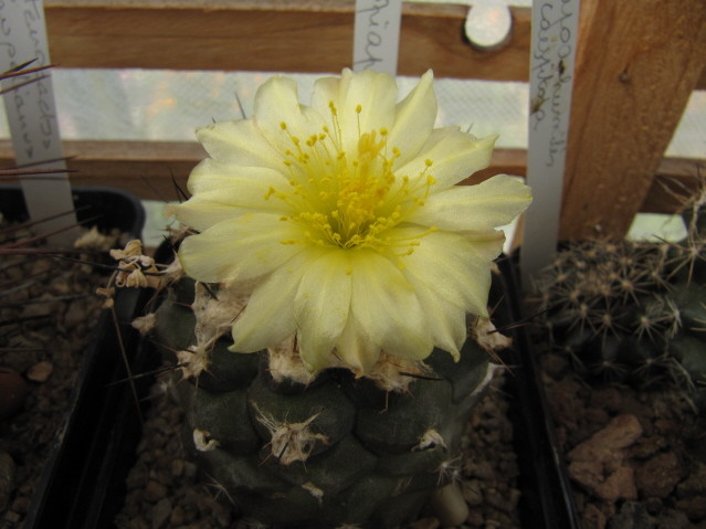 Copiapoa Hypogaea 