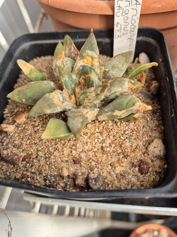 Ariocarpus Trigonus lau 683