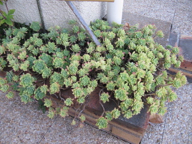 réf:1570 Sedum palmeri