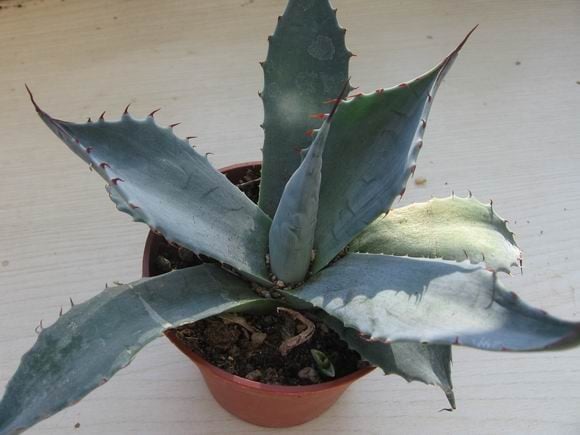 réf: 5-1  Photo prise le 13-09-2009