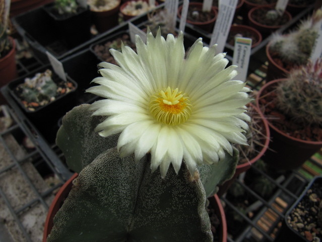 Astrophytum Myriostigma  