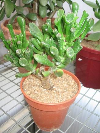 réf:1531-1 Photo prise le 28-03-2008