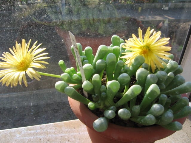 réf:15-1  Fenestraria