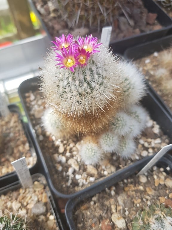 Escobaria Laredoi SB289