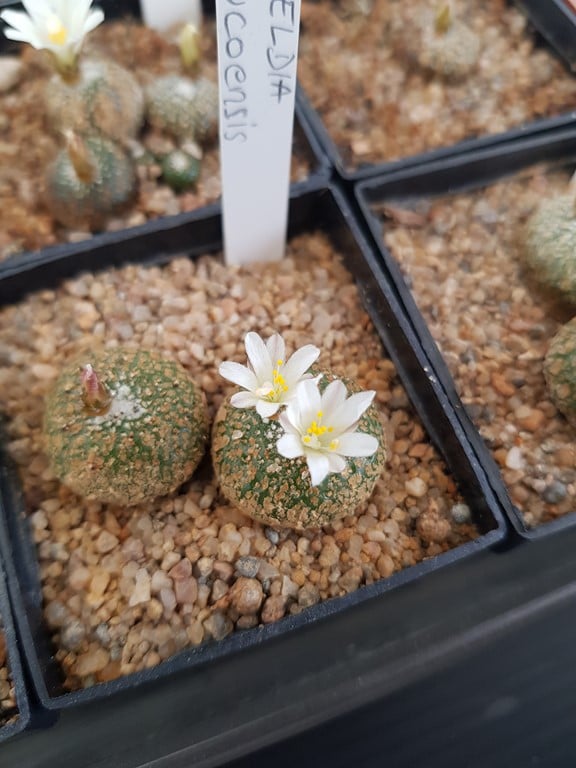 Blossfeldia tarabucoensis