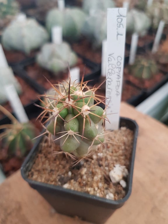réf:105 Copiapoa Vallenarensis