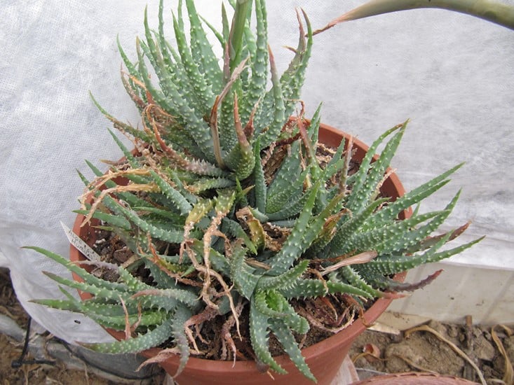 réf:1704-1 photo prise le 30-04-2018