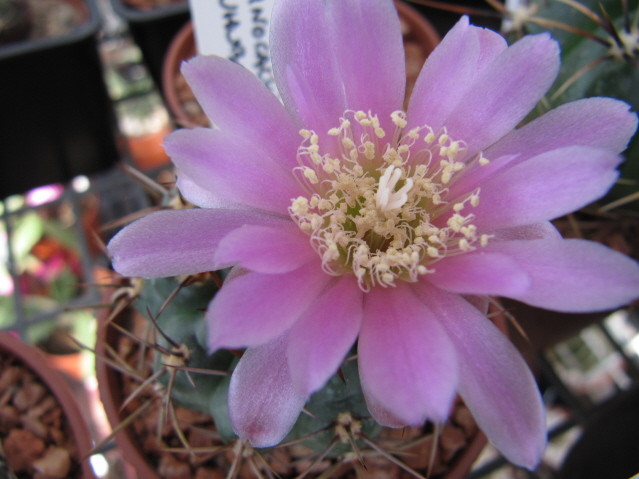 Gymnocalycium Neuhuberi 