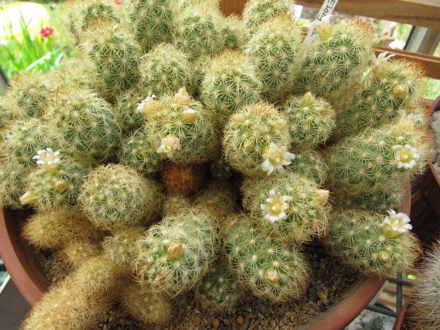 Mammillaria elongata 