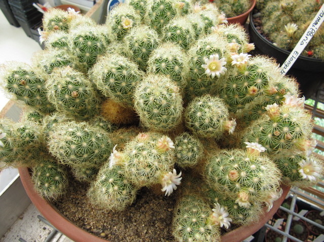 Mammillaria Elongata