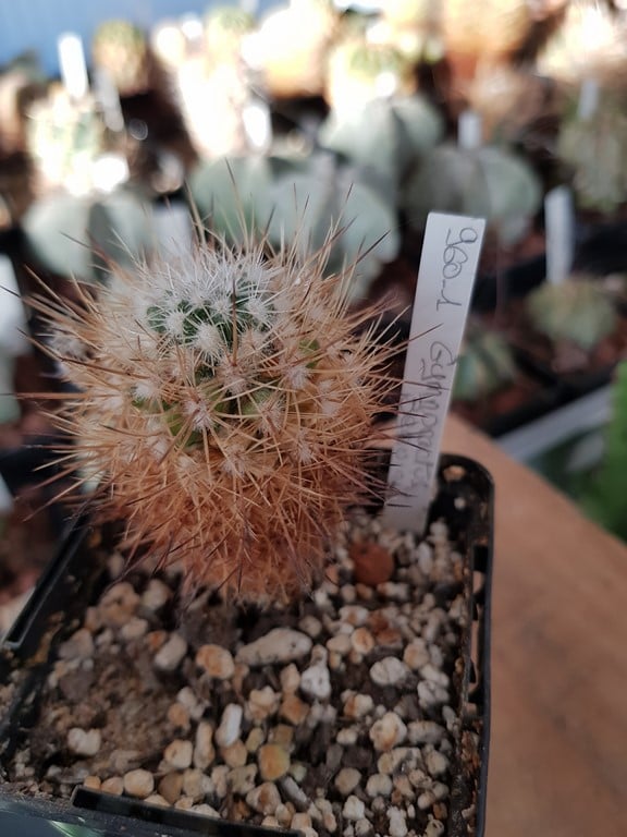 Gymnocactus beguinii 
